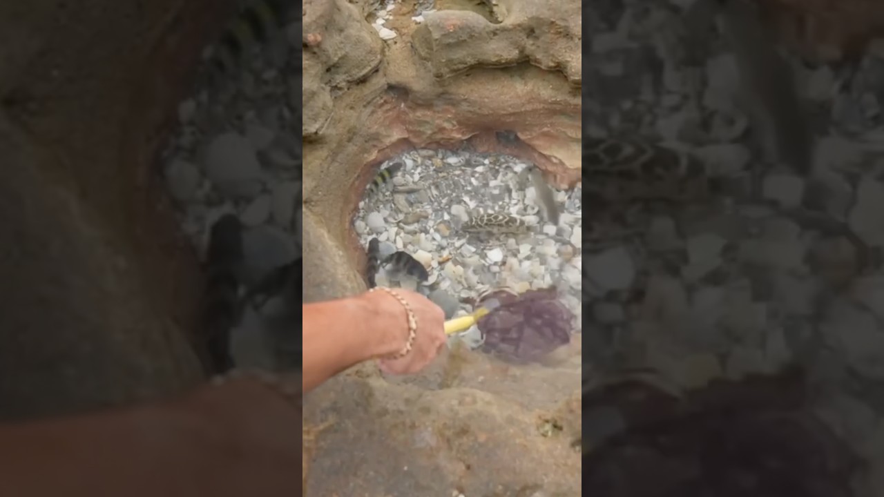 We FOUND A Tide Pool FULL Of FISH!!