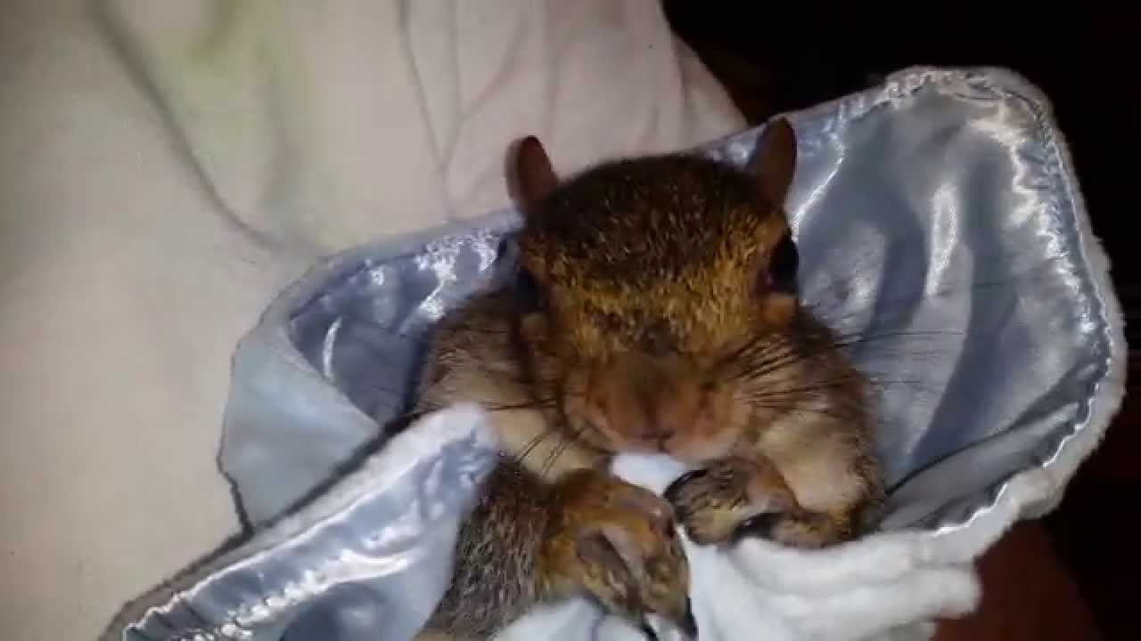 Watch This Pet Squirrel Loves His Blanket Just Like A Real Person Watch This Pet Squirrel Loves His Blanket Just Like A Real Person