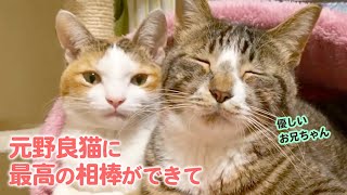 元野良猫が幸せになった…♡ 優しいお兄ちゃん猫が迎えてくれたからでした
