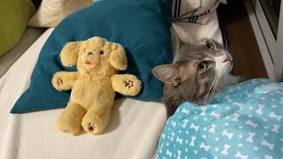 娘の誕プレのポジションをとる猫　ノルウェージャンA cat taking the position of a daughter's birthday present. Norwegian