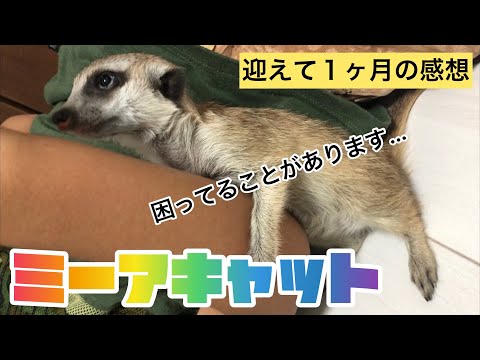 ミーアキャット】ティアを迎えて1ヶ月の感想。one month since we