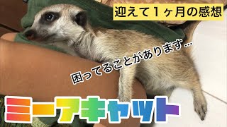 ミーアキャット】ティアを迎えて1ヶ月の感想。one month since we