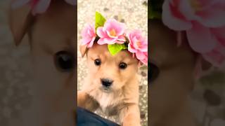 baby dog#cute puppy barking#40kviral#shorts#short #shortsfeed#dog#puppy#funny #fun#pets