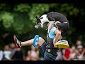 Dogfrisbee with amazing dogs  joanna korbal