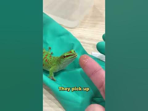 Geckos and their Tongues - YouTube