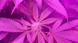Girl Scout cookies x Purple Punch clones day 18 flower 2x2 tent