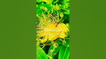 سورة الكوثر💛#قران_كريم #سبحان_الله أرح سمعك