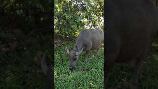 Download Lagu Footage Hewan Kerbau #shorts #footage #hewan #kerbau #sapi #kurban MP3 Download Lagu Footage Hewan Kerbau #shorts #footage #hewan #kerbau #sapi #kurban MP3