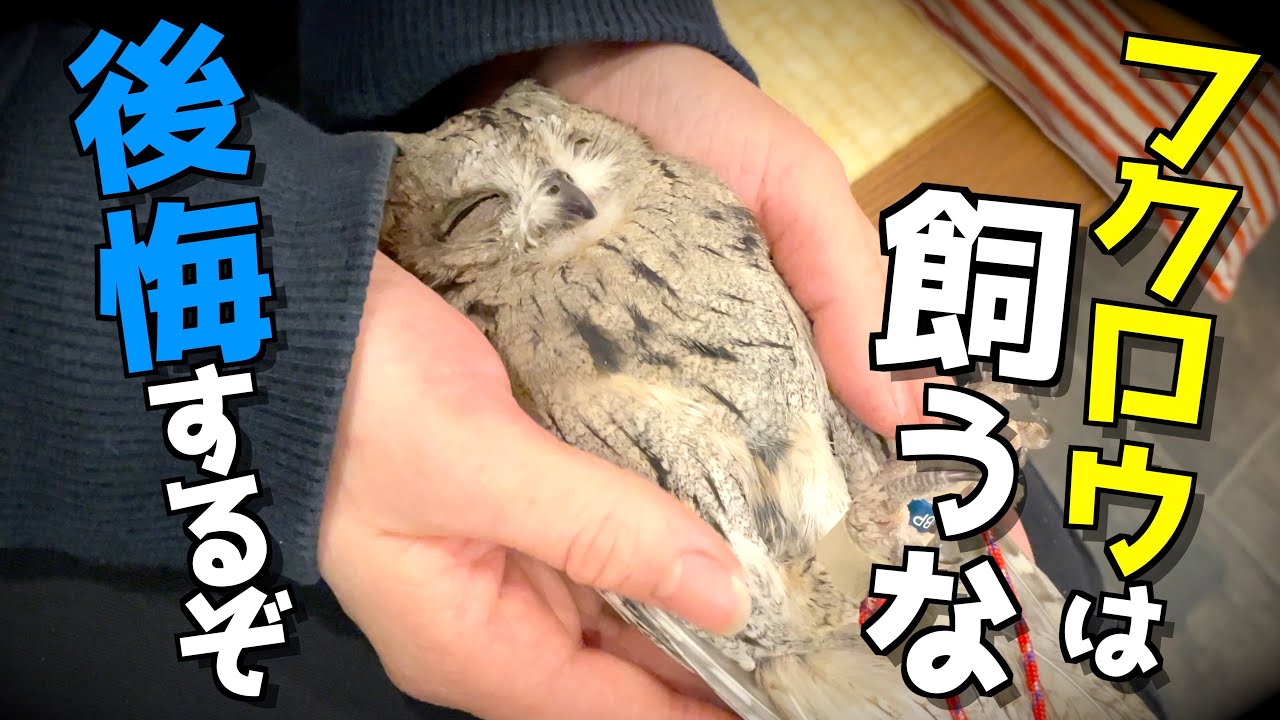 定価16.5万アルスチェネデーゼ フェニキアン技法のムラーノガラスのフクロウ アルスチェネデーゼ〉フェニキアン技法のムラーノガラスの