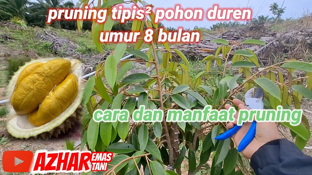 TATA CARA DAN MANFAAT PRUNING TIPIS-TIPIS POHON DUREN 8 BULAN BAGI PEMULA