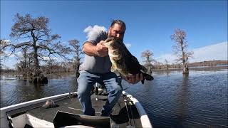 Caddo Lake, March 5th, Best 5 for 23 lbs 12 oz