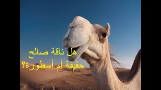 سؤال جريء 545: هل ناقة صالح حقيقة أم أسطورة؟