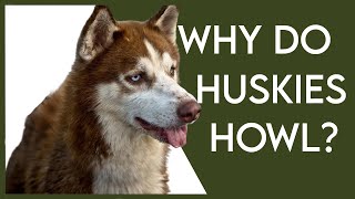 Why Do Huskie's Howl?