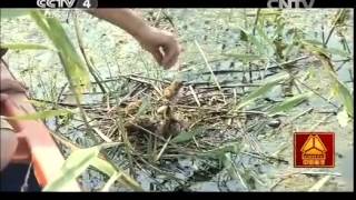 20141111 走遍中国 系列片《大地明珠轶事》（1）追寻悬湖不明水生物
