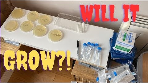 TRYING TO CULTURE YEAST FOR INDEPENDENT SCIENCE EXPERIMENTS