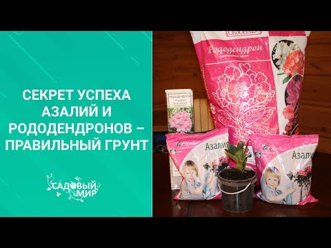 Секрет успеха для азалий и рододендронов – правильный грунт.