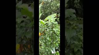 White Pillar Hibiscus ( Rose of Sharon) for Sale. Further details contact Rob 985 788 5603.