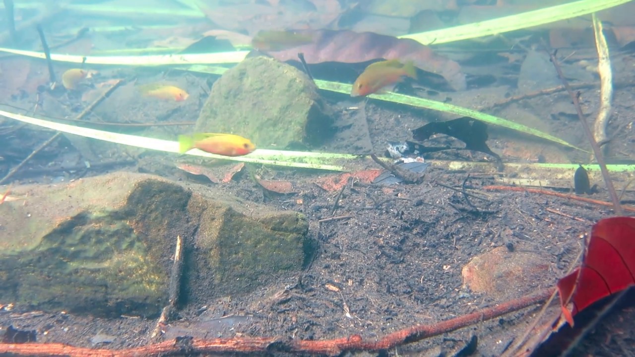 A pair of Coptodon thysi guarding their fry