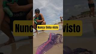 PRIMEIRA vez QUE vejo uma Caravela Portuguesa. #shorts #viral