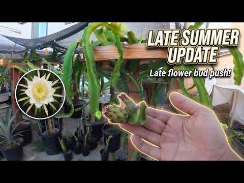 My Backyard Dragon Fruit Late Summer Update 2026 Part 1