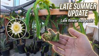 My Backyard Dragon Fruit Late Summer Update 2026 Part 1