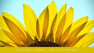 Sunflower video (GoPro 1080p 60 fps)