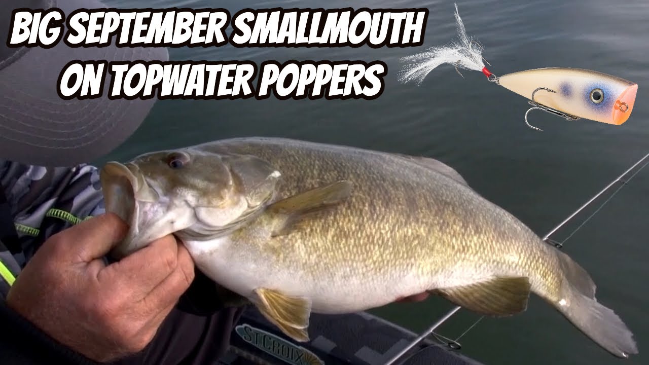 BIG SEPTEMBER SMALLMOUTH ON TOPWATER POPPERS- Big bass lures