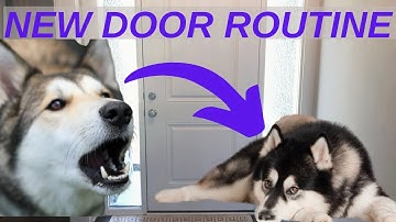 STOP Barking at Knocking and Doorbells