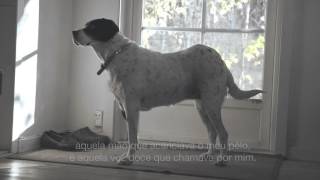 Dogs of Portugal   Portuguese