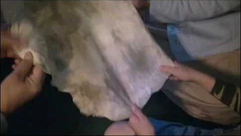 Tanning A Hide - Part 2