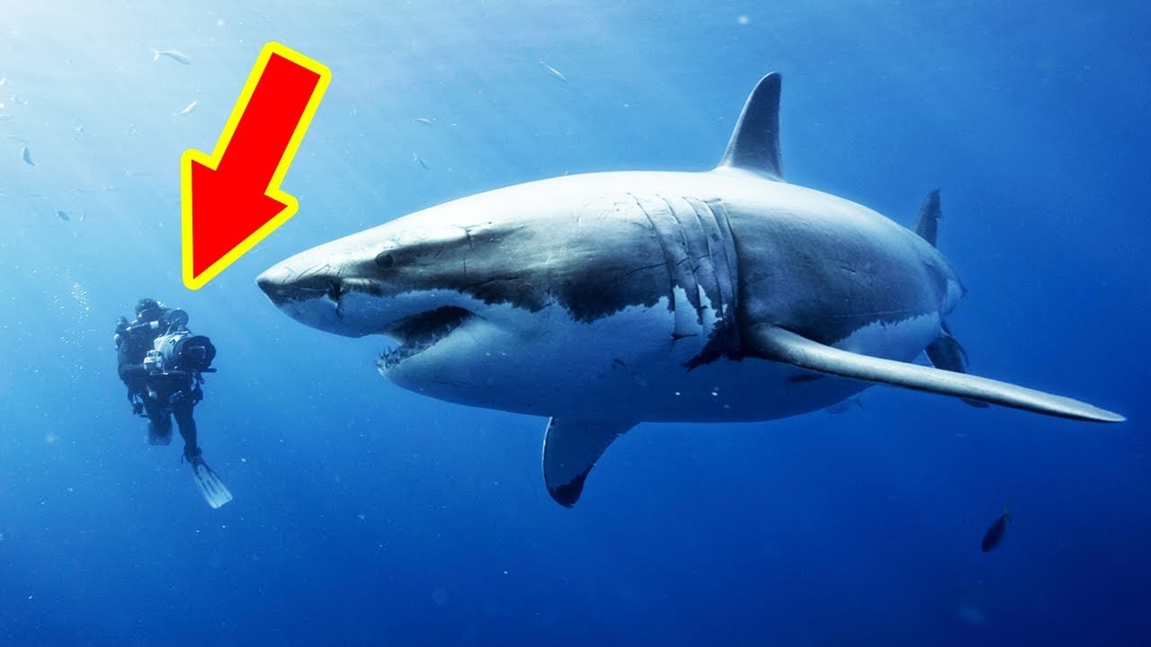 THE BIGGEST SHARKS Ever Caught (TOP 10) - YouTube