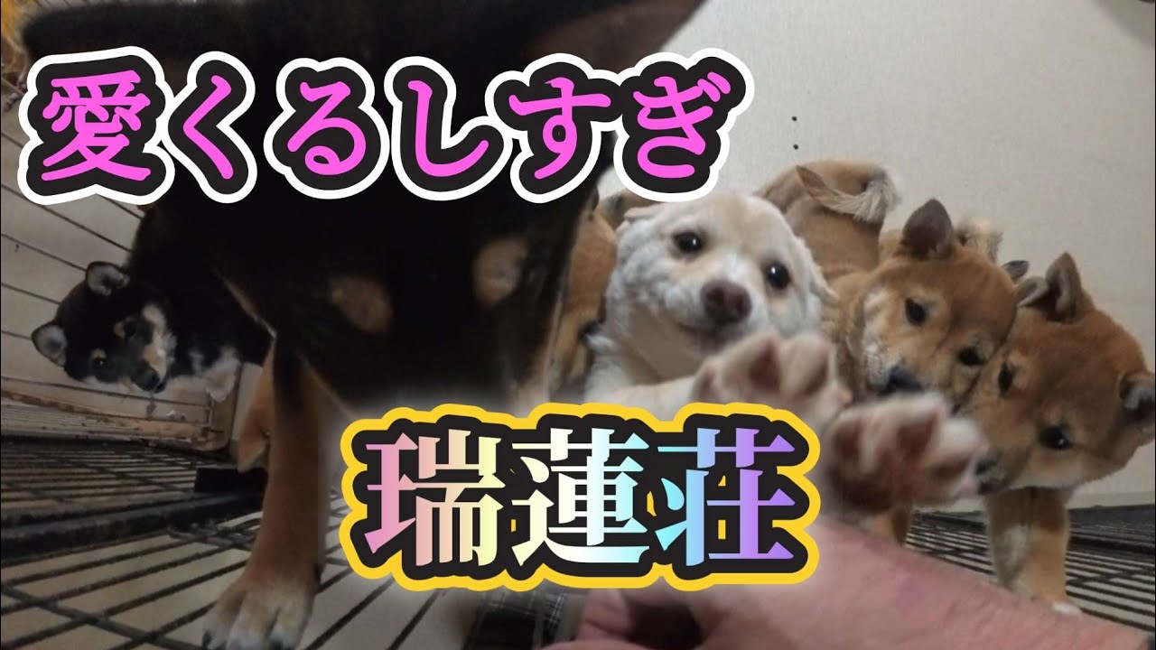 【瑞蓮荘】可愛すぎ愛くるしすぎな瑞蓮荘😍