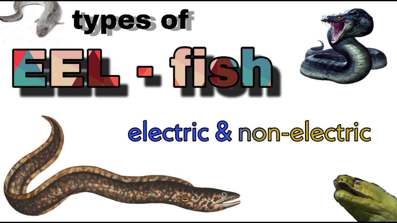 type of eel electric eel eels eel fish different eel YouTube