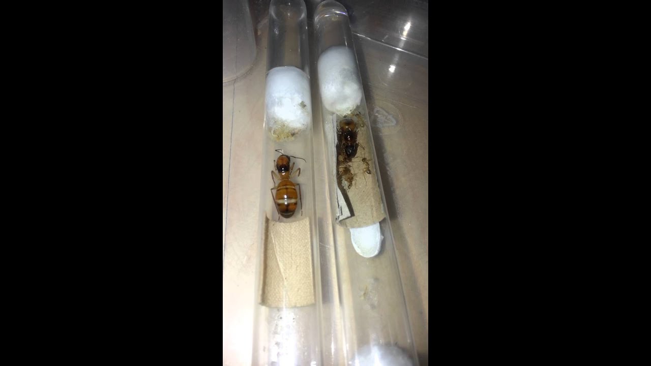 Camponotus terebrans vs. Camponotus maculatus