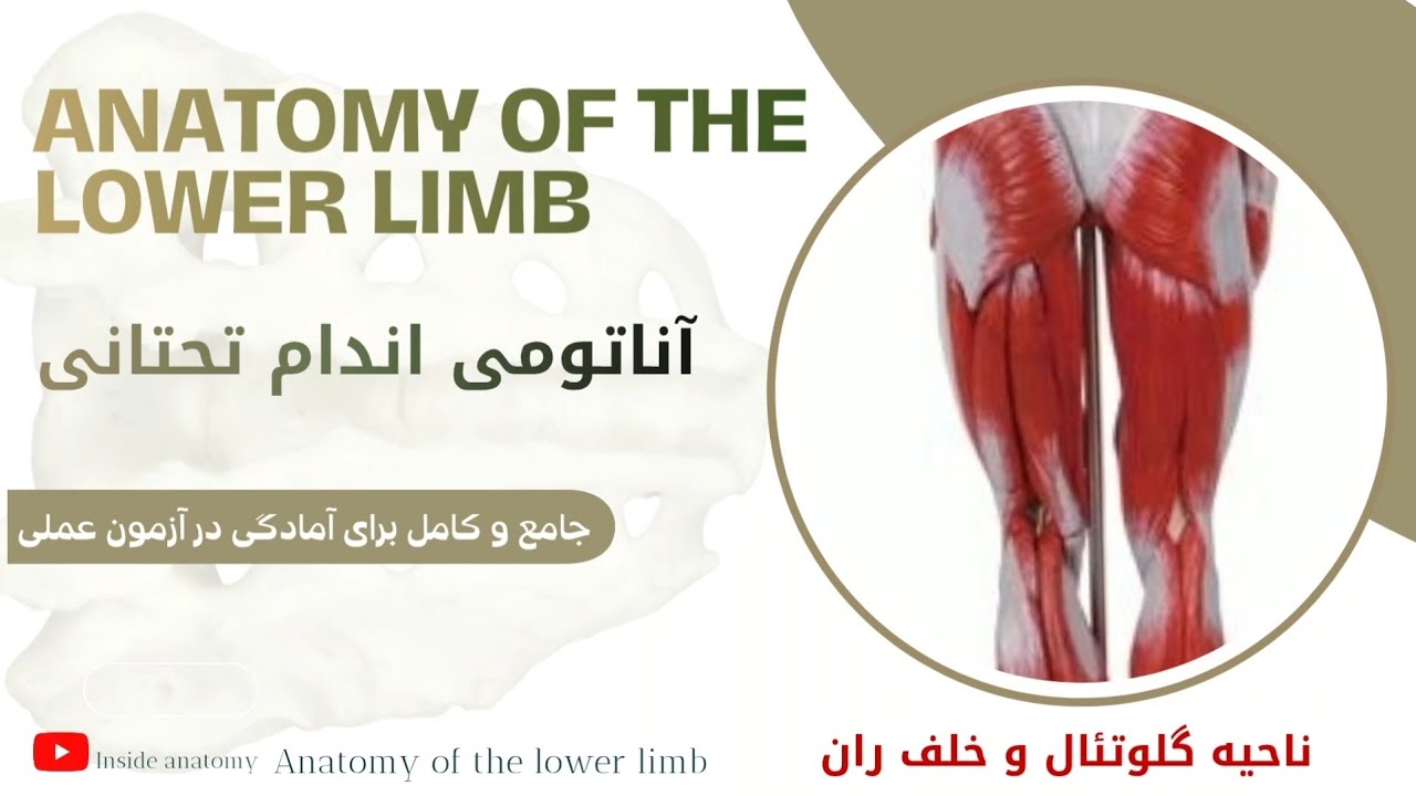 آناتومی اندام تحتانی(تدریس کامل ناحیه گلوتئال و خلف ران) 🔎Lower limb 