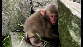 Baby monkey crying out lost sight of mom