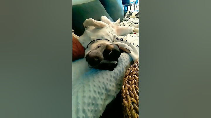 my dog thor