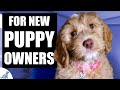 Your complete first week puppy training plan