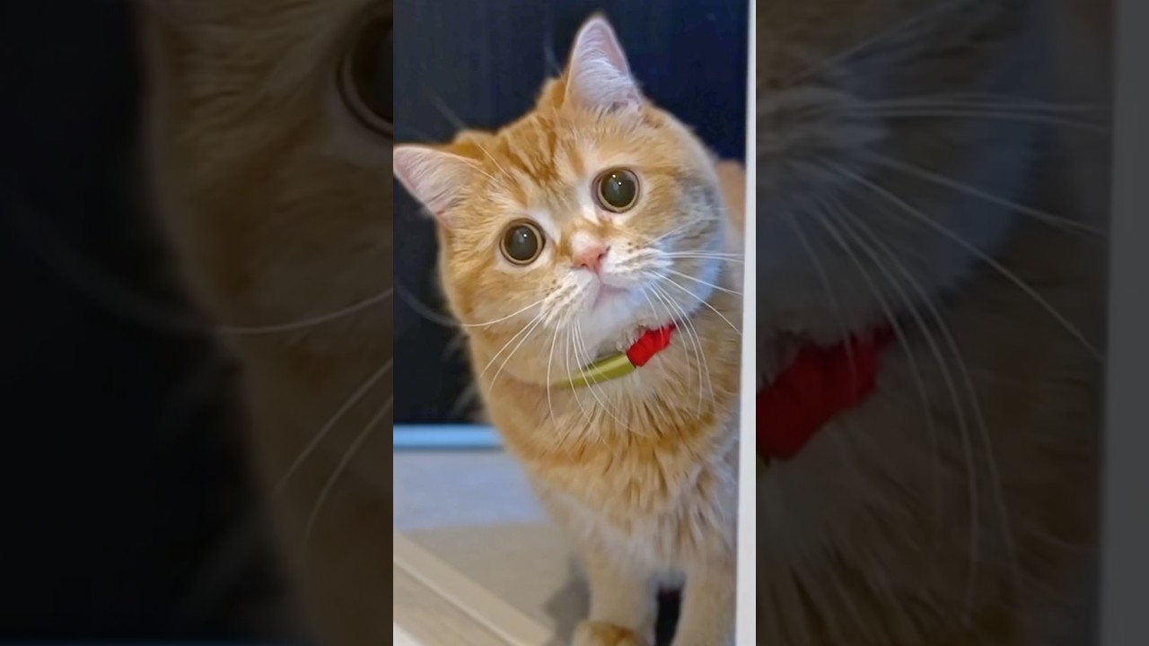 Hero Cat Fixed Baby Brother’s Juice Spill!🧃