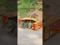 Amazing Quail Trap Hack with Paper – Simple Underground Catch Method #catchandrelease #groundbait 😱