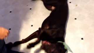 Chocolate Lab Tricks