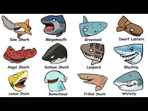 Every SHARK TYPE Explained in 9 Minutes part2