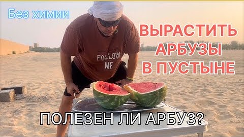 Вырастить арбузы в пустыне. Полезен ли арбуз?