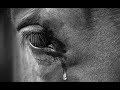 Sorry || Horse Abuse Music Video