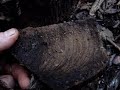 Orzech na drewno (orzech czarny Juglans nigra) część 2