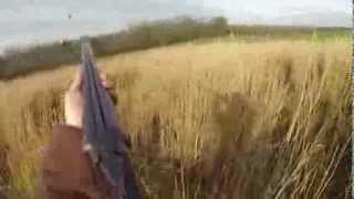 Rough Shooting for Woodcock and Pheasant with Spaniels Go Pro Hero 3