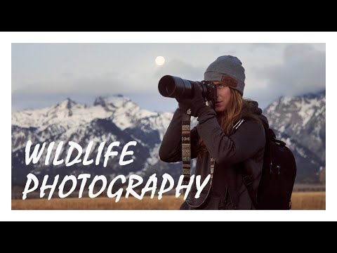 OM-D E-M1 Mark III | Wildlife Photography with Brooke Bartleson