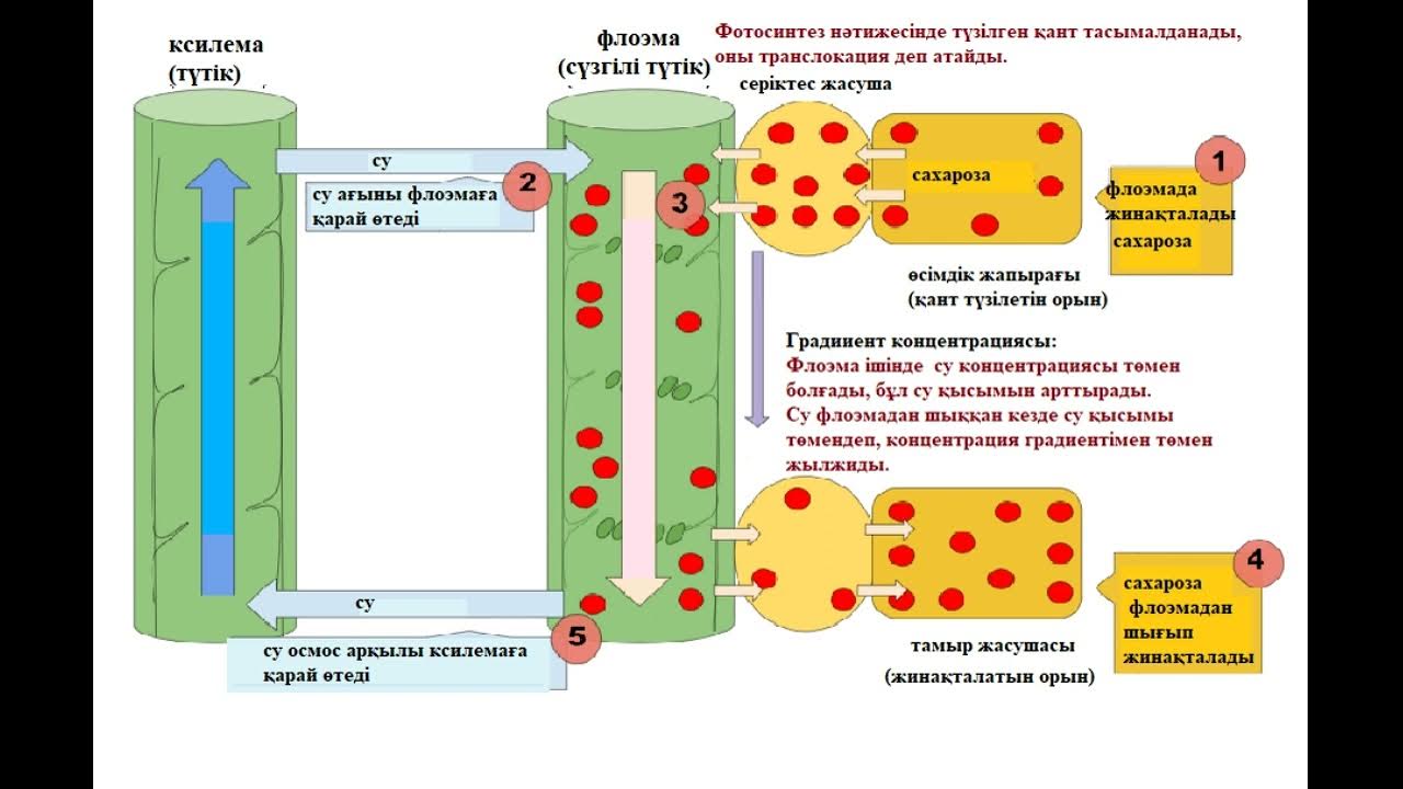Әйелдердің саусақтары шәуетпен жабылған Кстово табиғатындағы секс