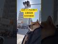 焼き鳥屋てら、豆柴つくね店長の出勤風景 #shorts #dog #shibainu #love