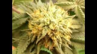 Growing Marijuana OG Kush 8 Weeks into Flower CFL Grow